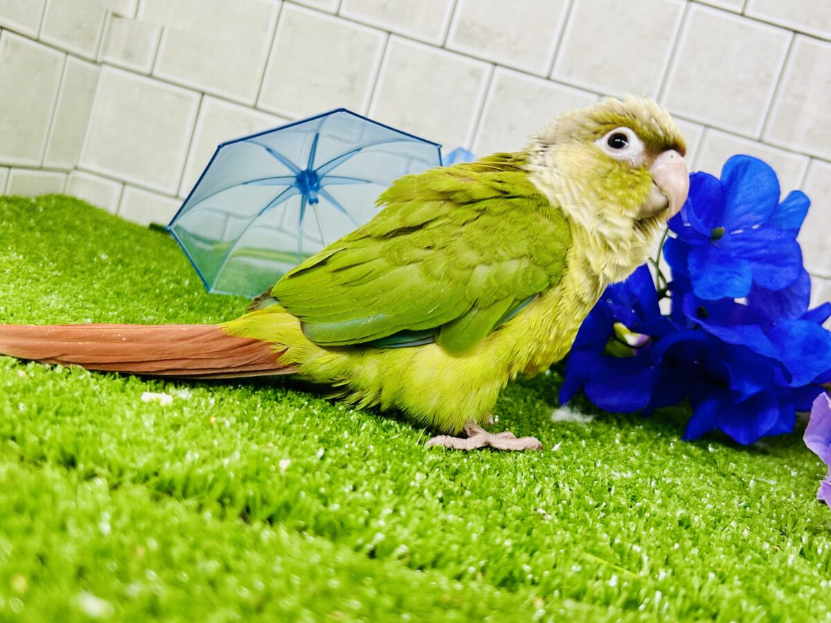 淡いカラーの人気者がやってきた♪♪ ウロコインコ