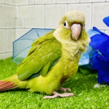 淡いカラーの人気者がやってきた♪♪　ウロコインコ