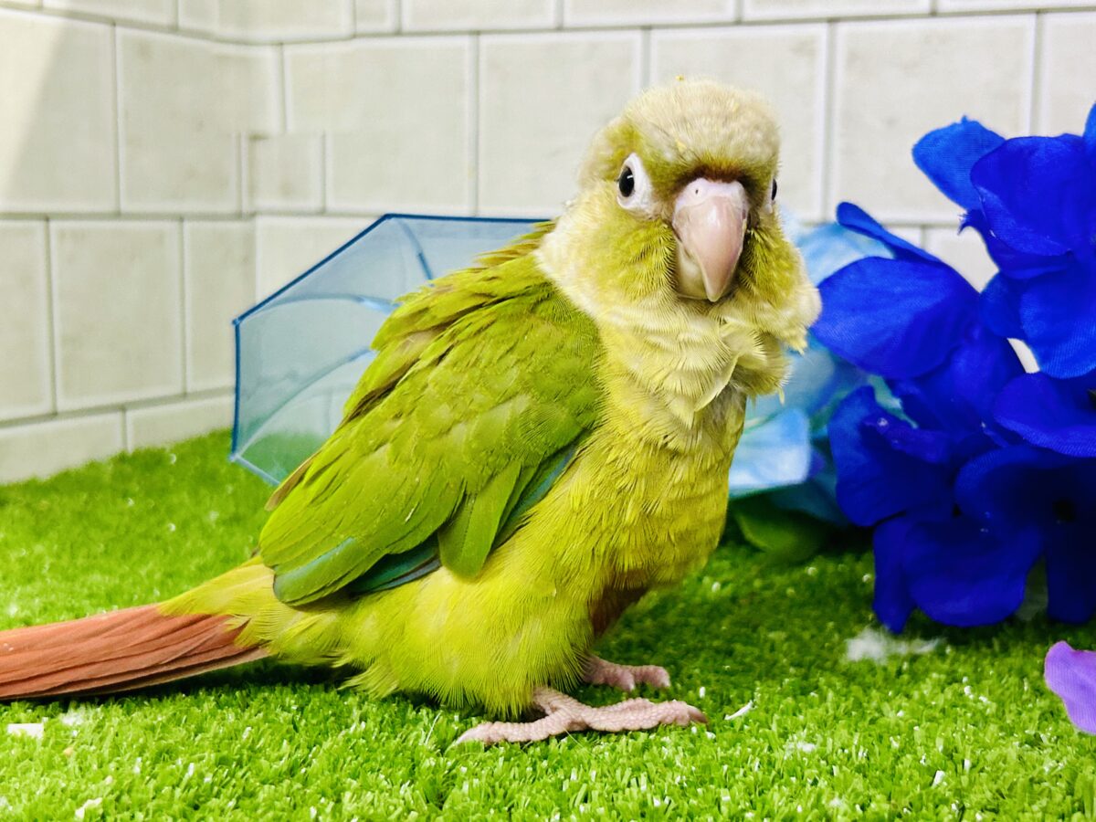 ホオミドリウロコインコ