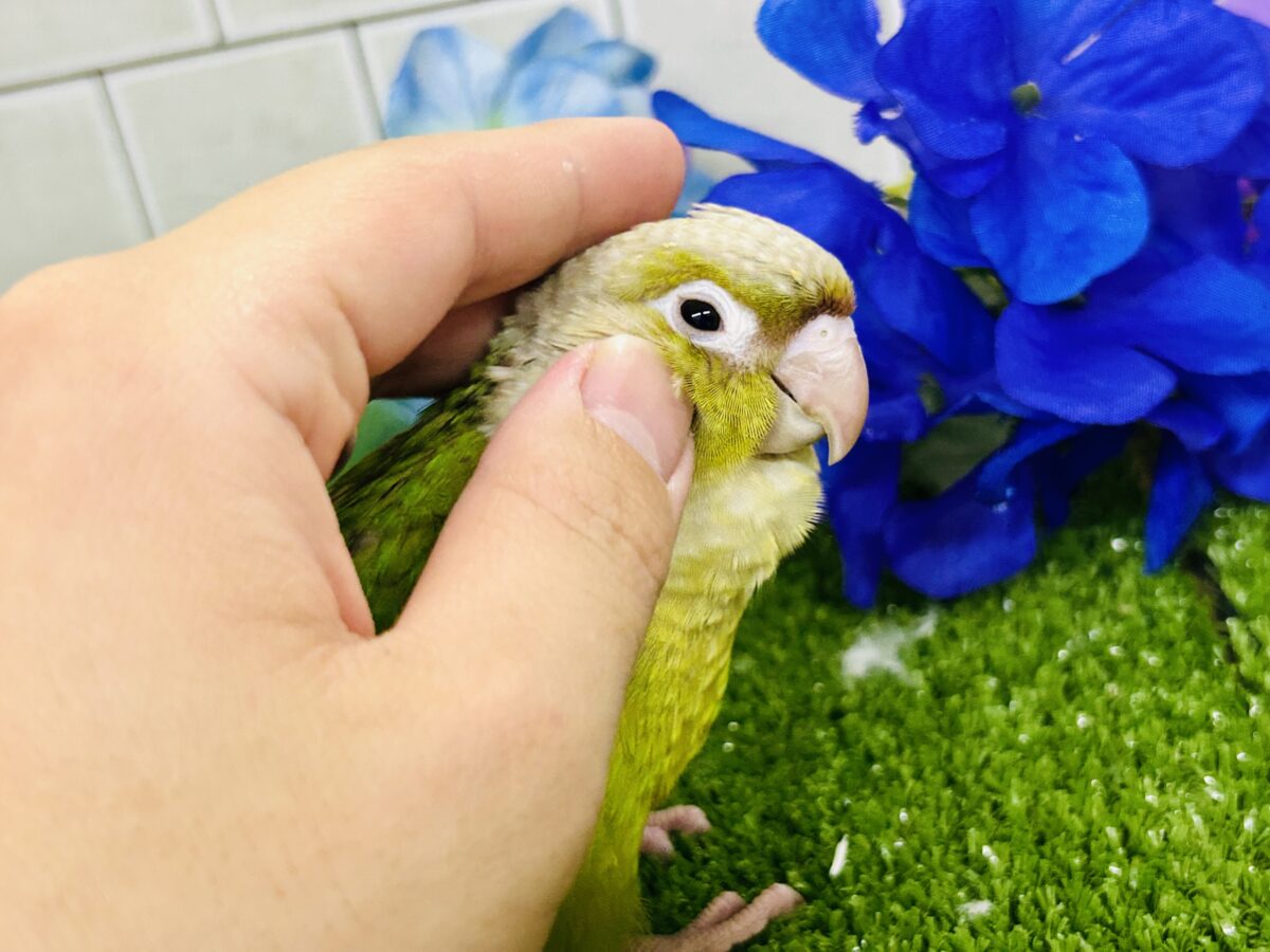 ホオミドリウロコインコ