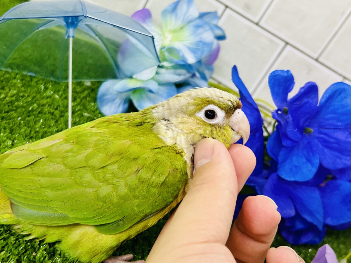 ホオミドリウロコインコ