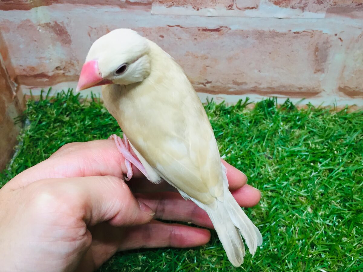 シナモン文鳥さんがやってきましたよ～(*´ω`*)💗💗