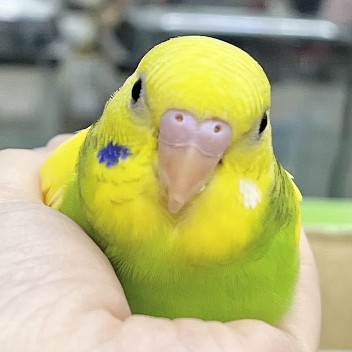 【🆙最新画像あり‼️】左右のほっぺにご注目👀💙🤍　セキセイインコ（パイド）