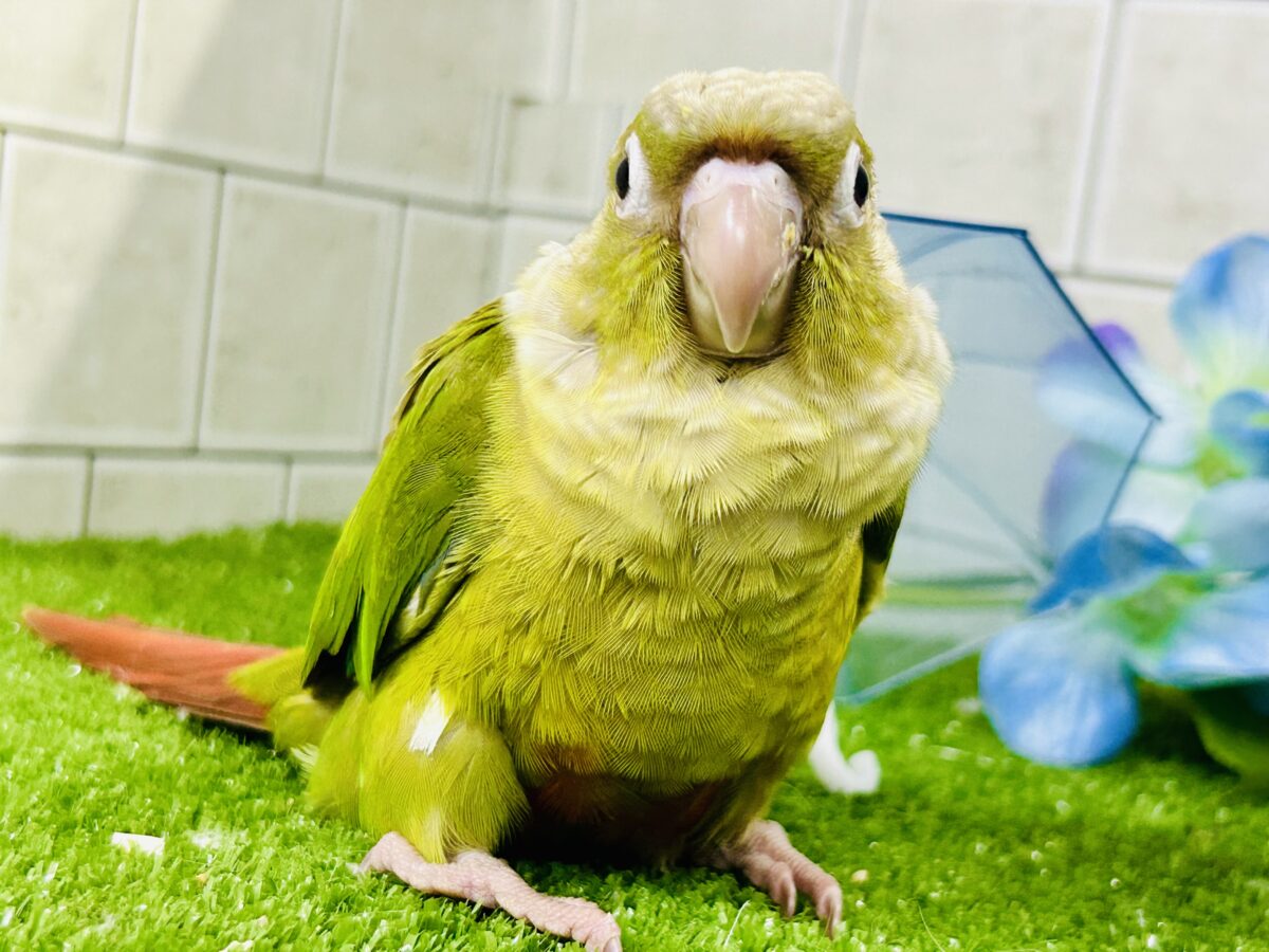 【最新画像更新☆☆】淡いカラーの人気者がやってきた♪♪ ウロコインコ ホオミドリウロコインコ