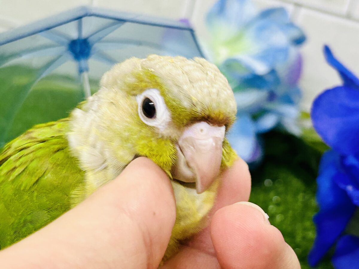ホオミドリウロコインコ