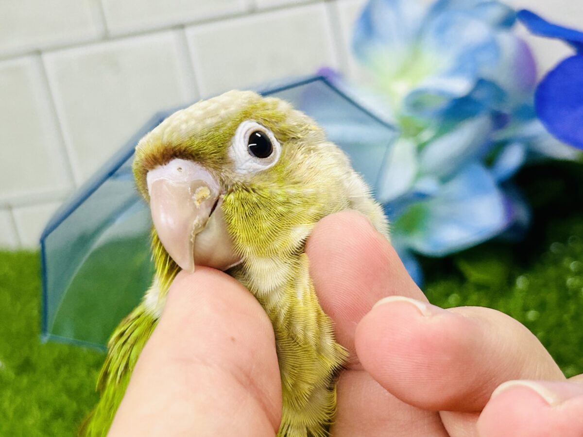 ホオミドリウロコインコ