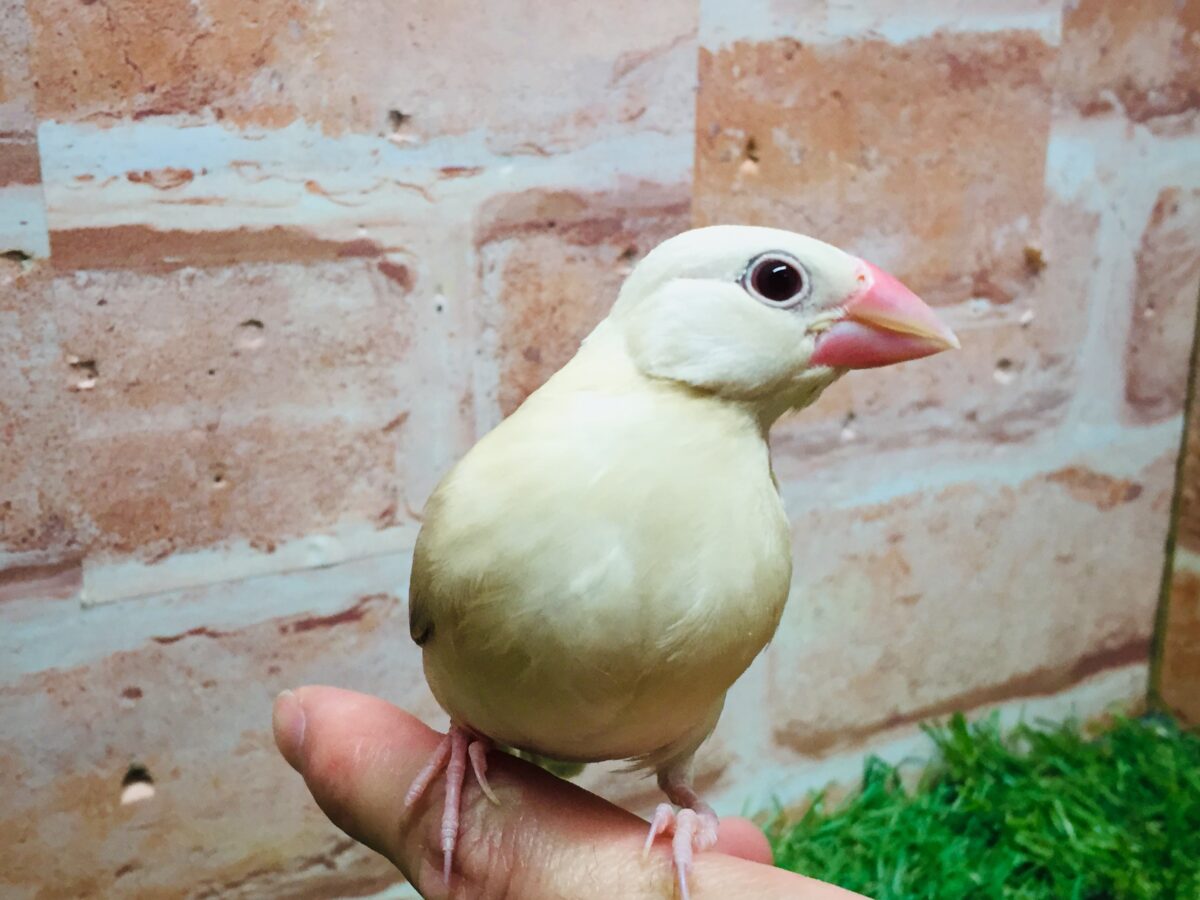 シナモン文鳥さんがやってきましたよ～(*´ω`*)💗💗