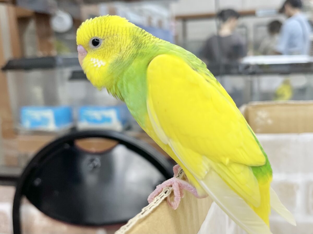 セキセイインコ