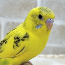 【🆙最新画像あり‼️】のりたまひよこちゃん🐣✨　セキセイインコ（ハルクイン）