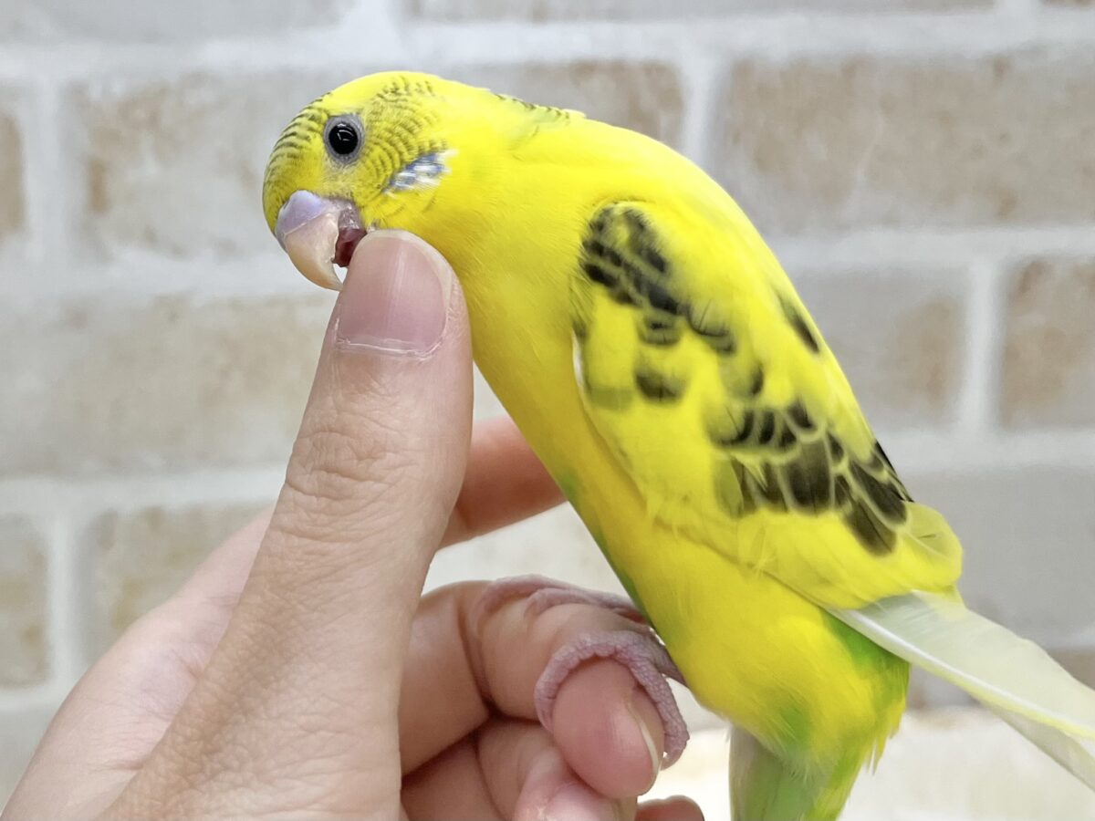 セキセイインコ
