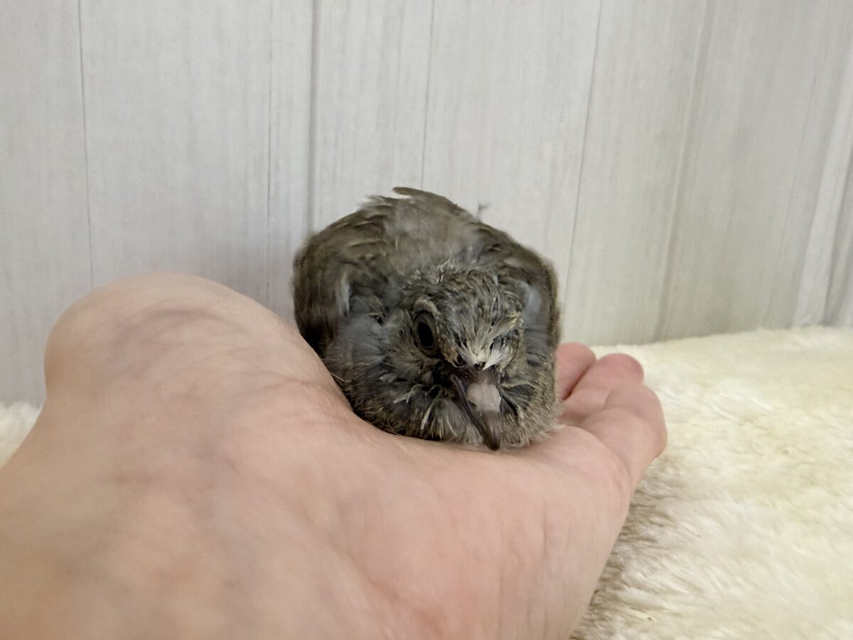 ウスユキバト