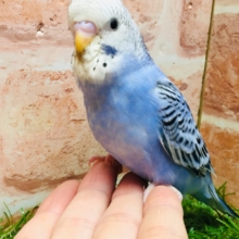💙💙オパーリンカラーのセキセイちゃんがやってきましたよ～💙💙
