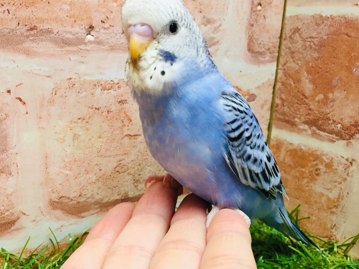 💙💙オパーリンカラーのセキセイちゃんがやってきましたよ～💙💙