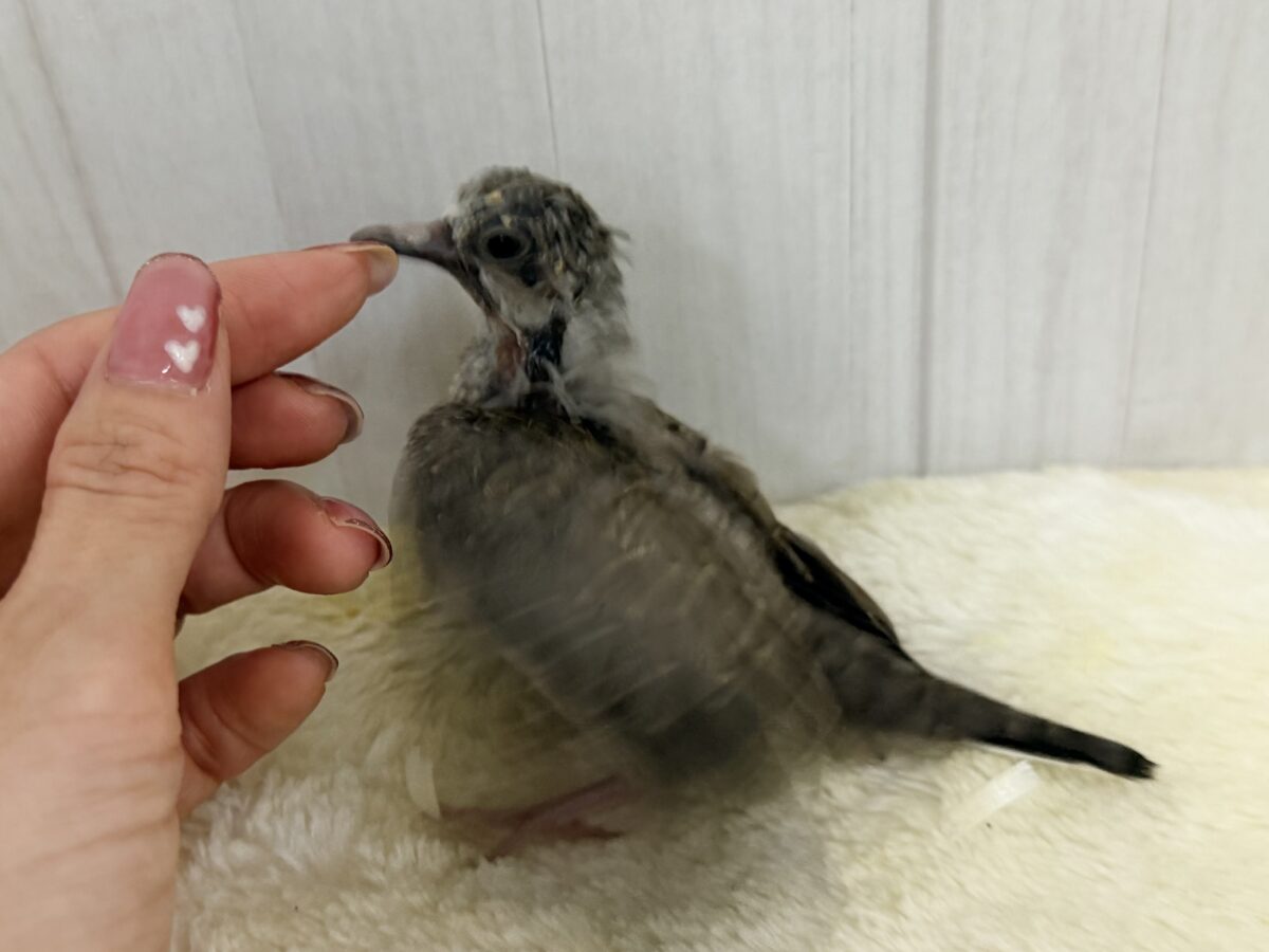 ウスユキバト