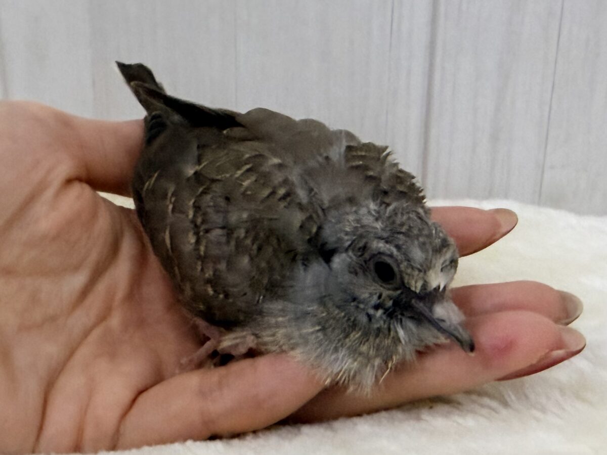 ウスユキバト