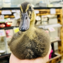 びっくり水鳥がやってきた！！　アイガモ