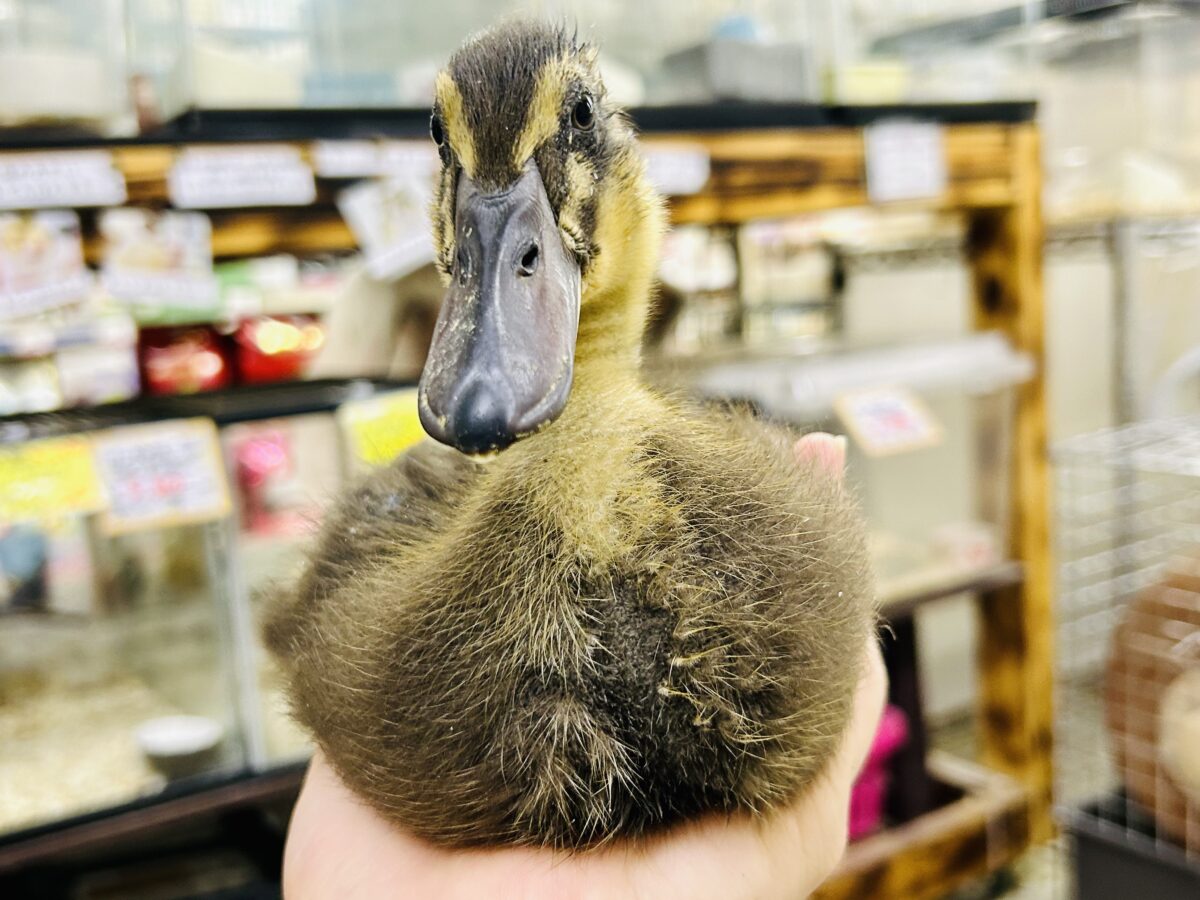 びっくり水鳥がやってきた！！　アイガモ
