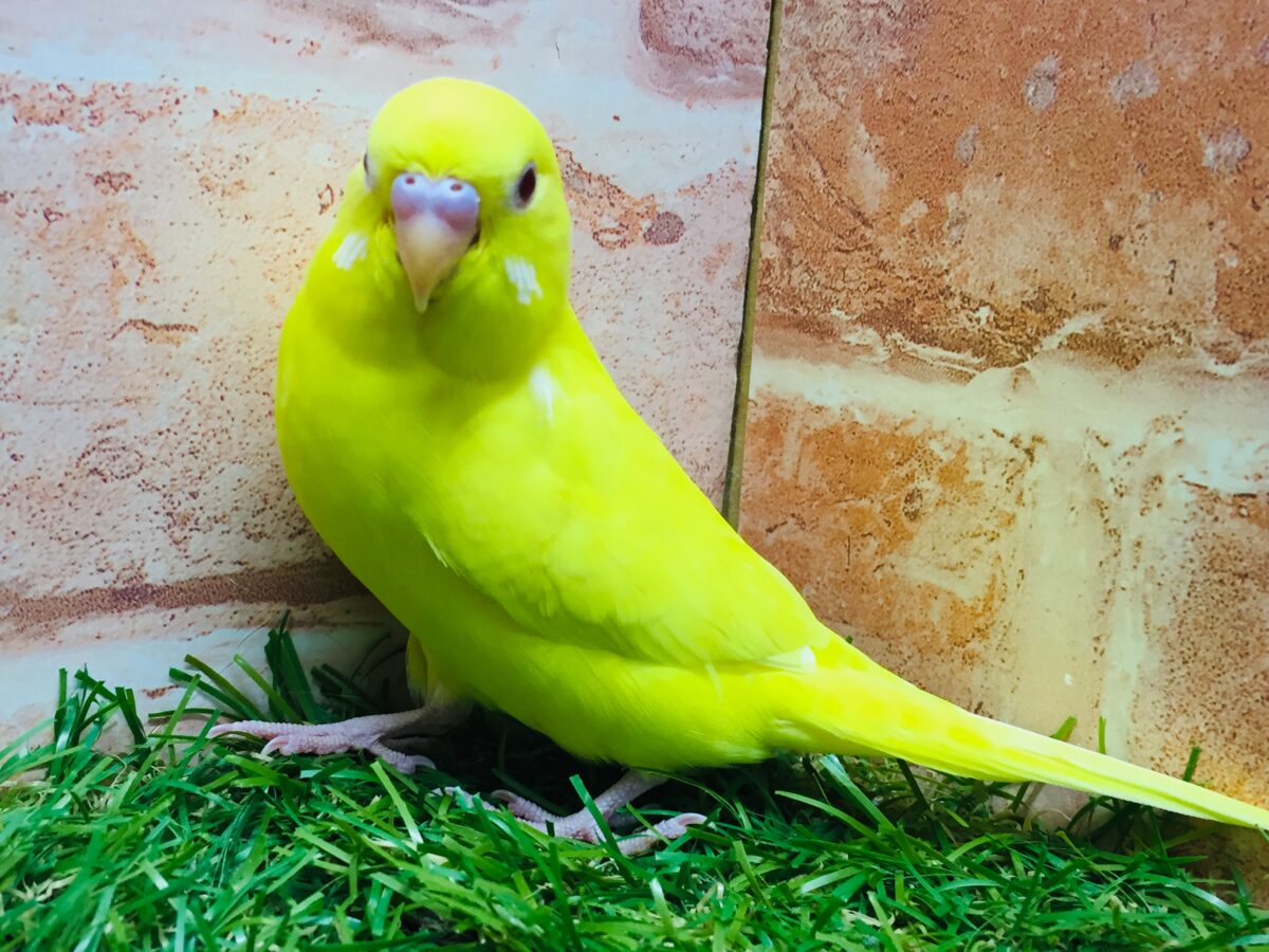 セキセイインコ