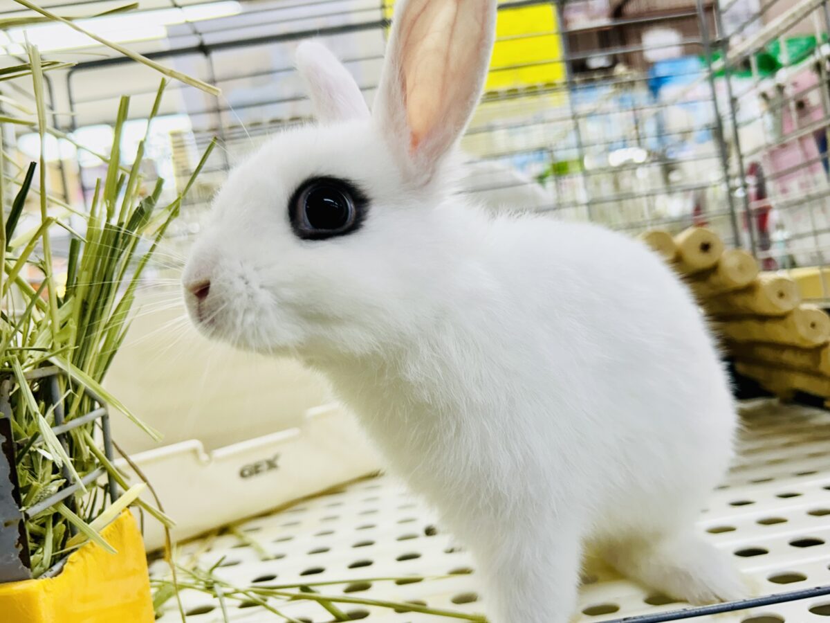 ドワーフホト