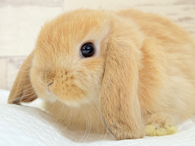 長い耳でどこまでも飛んでいけそう🐰𓈒𓏸𓈒꙳𓂃ホーランドロップイヤーラビット(オレンジ) 女の子