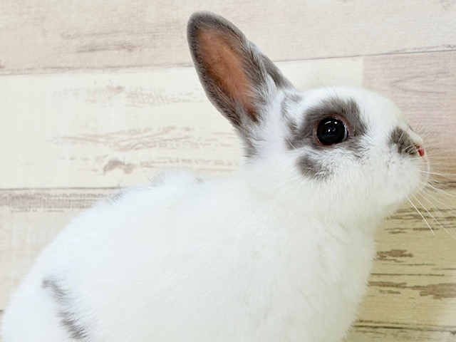 むちむち豆大福ちゃん🐰🫘ネザーランドドワーフ(チャーリー) 男の子