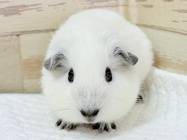 将来はもっちもちになるんだっ🐹🍡🤍ロシアンスモークモルモット(ホワイト) 男の子