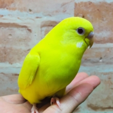 ひよこそっくり！？💛　ルチノカラーのセキセイちゃんがやってきましたよ～🌟🌟