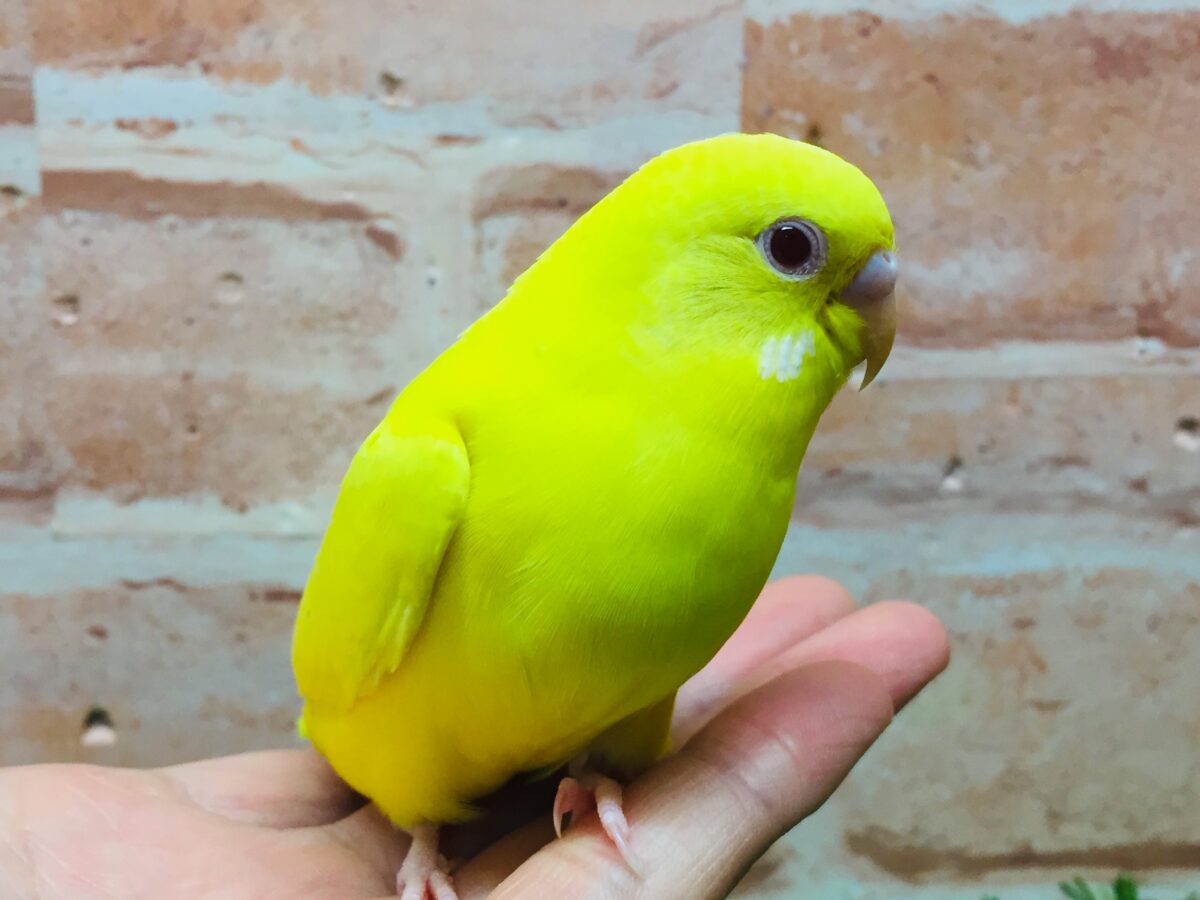 ひよこそっくり！？💛　ルチノカラーのセキセイちゃんがやってきましたよ～🌟🌟