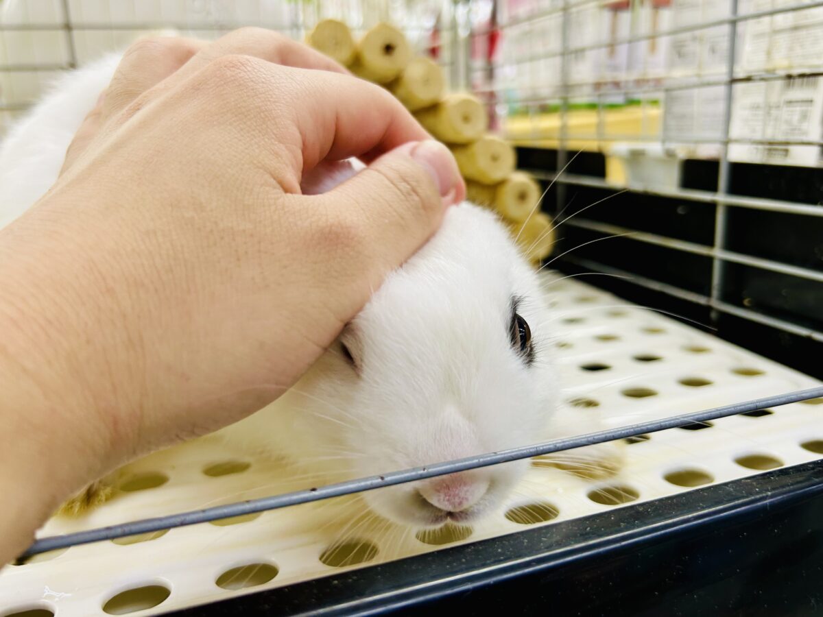 ドワーフホト