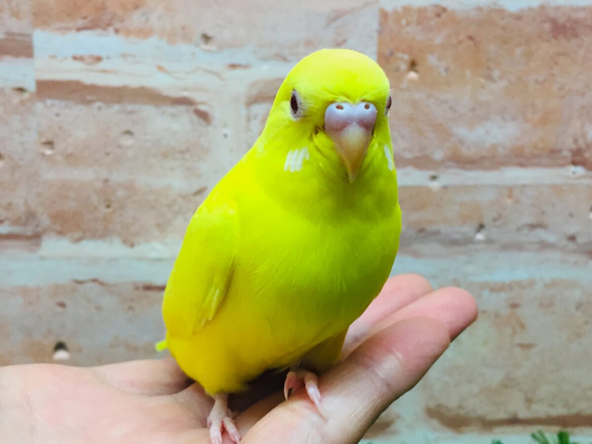 セキセイインコ