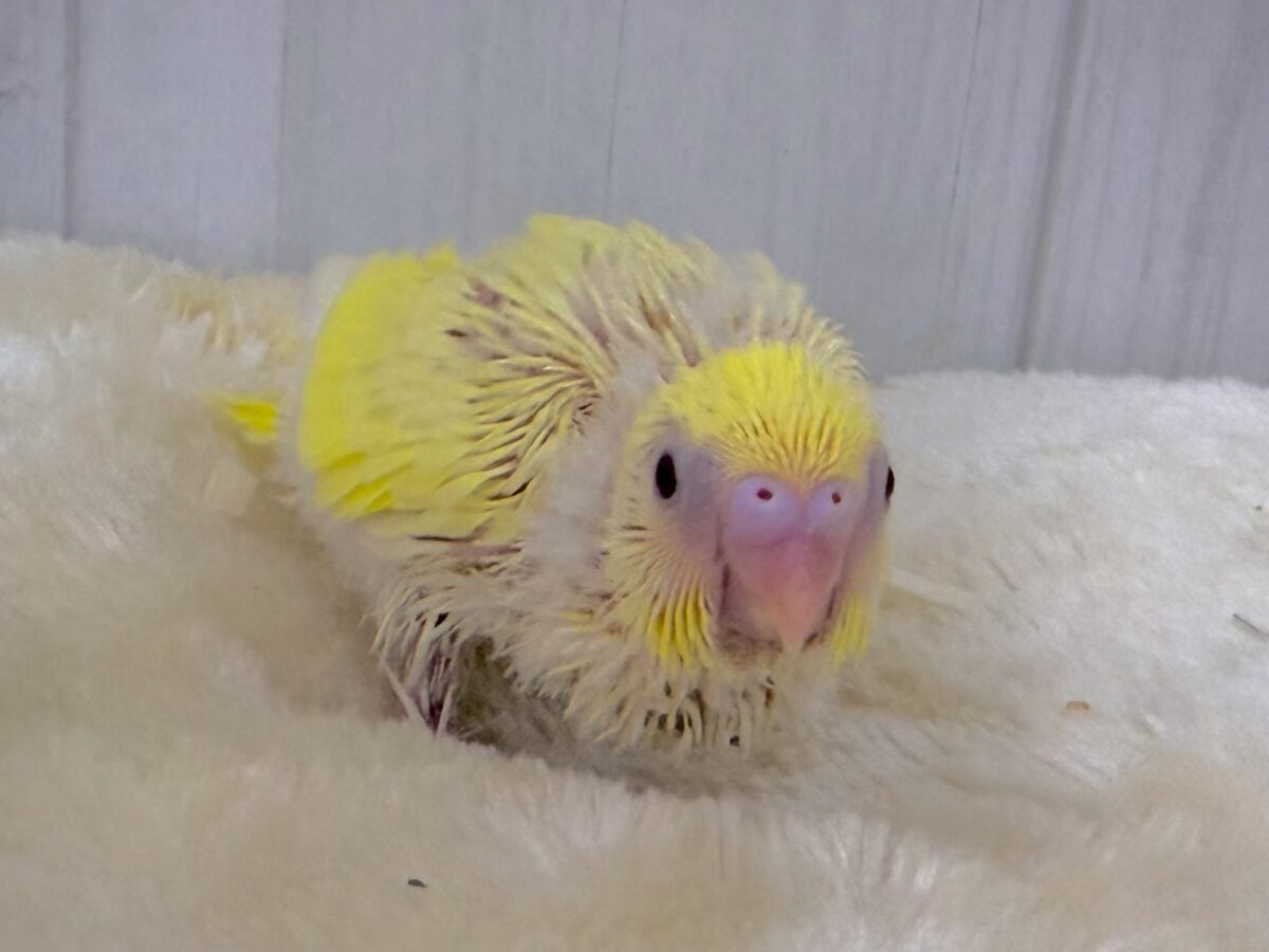 セキセイインコ