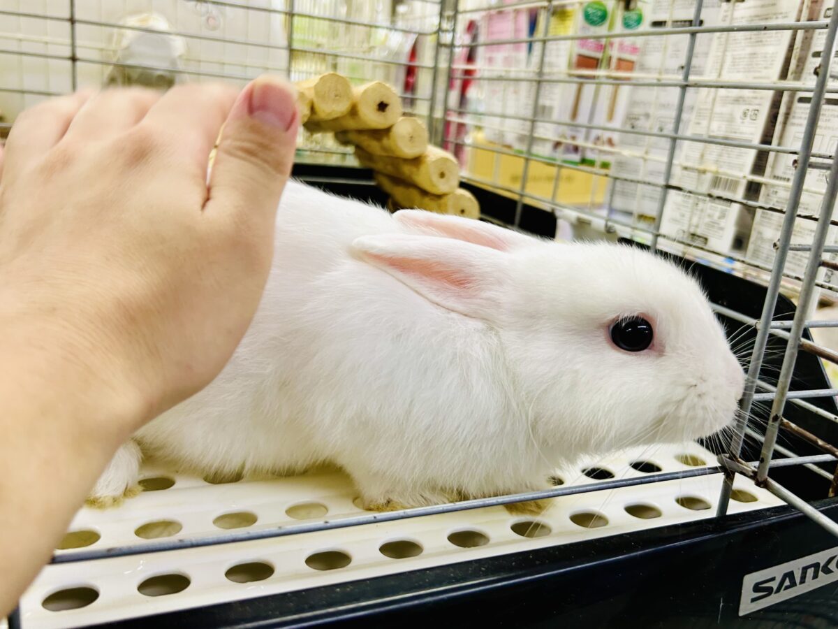 ドワーフホト
