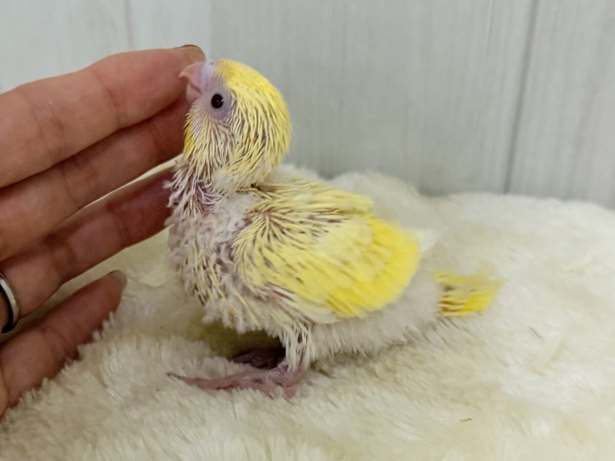 セキセイインコ