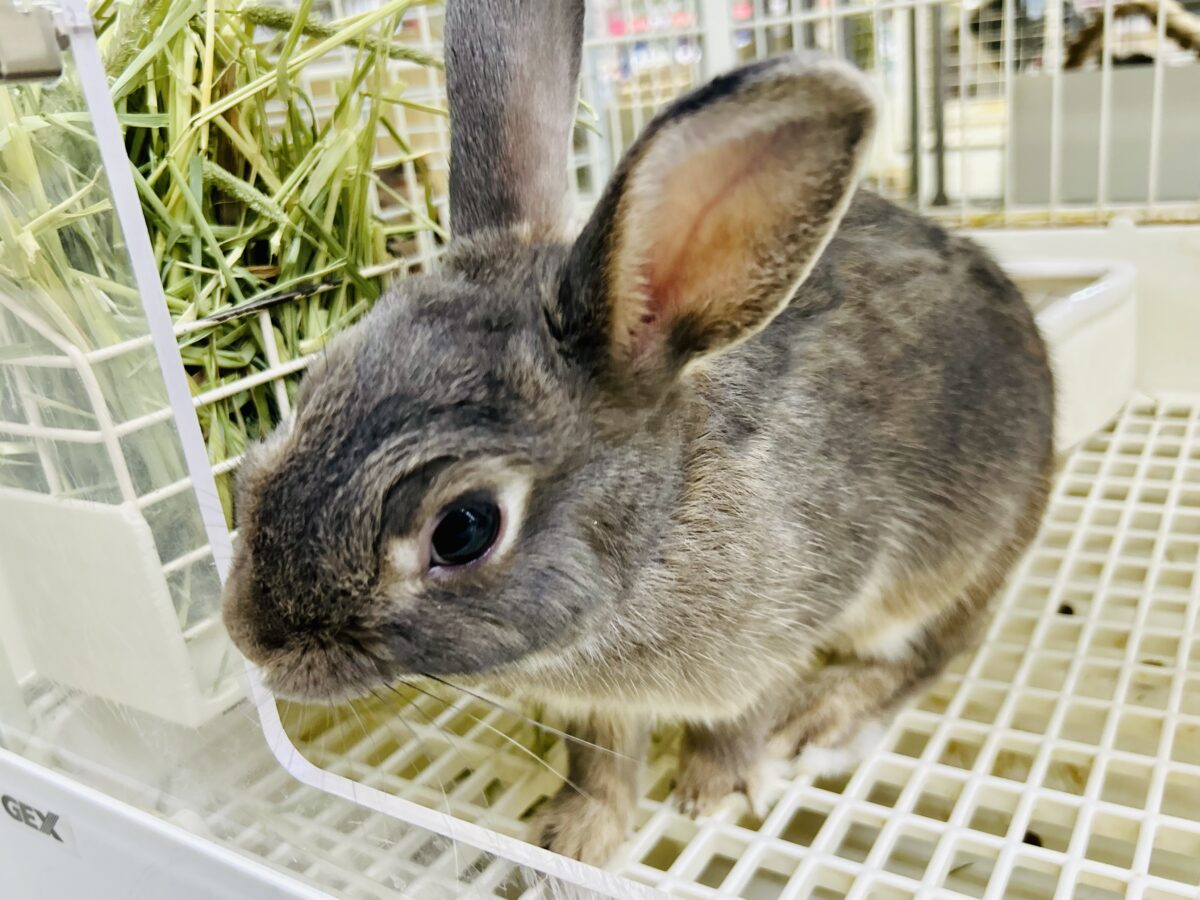 ネザーランドドワーフ