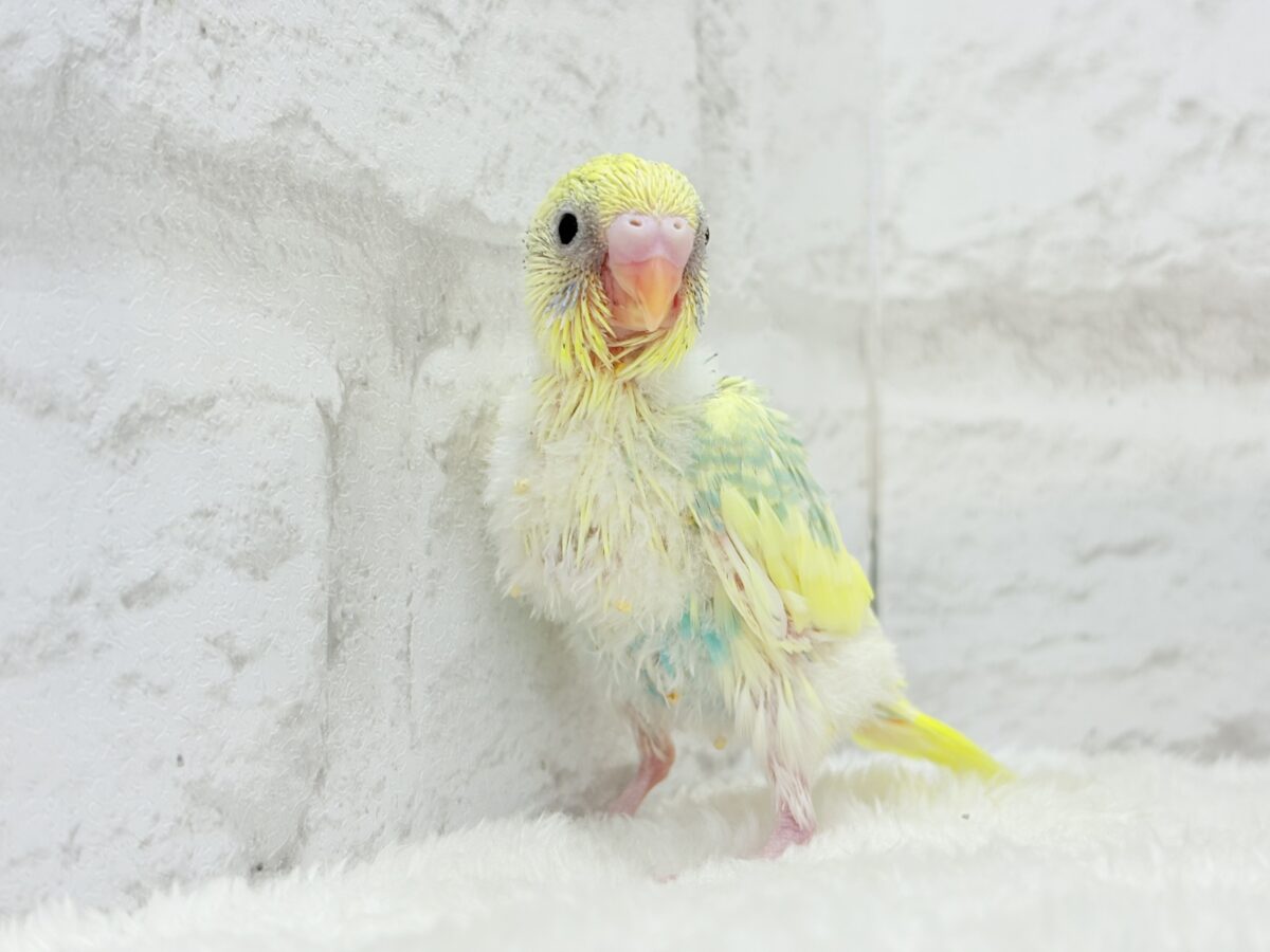【最新画像更新🪄】お花みたいな模様がチャームポイント🐣🌼セキセイインコ(パステルカラーレインボーパイド) ヒナ セキセイインコ