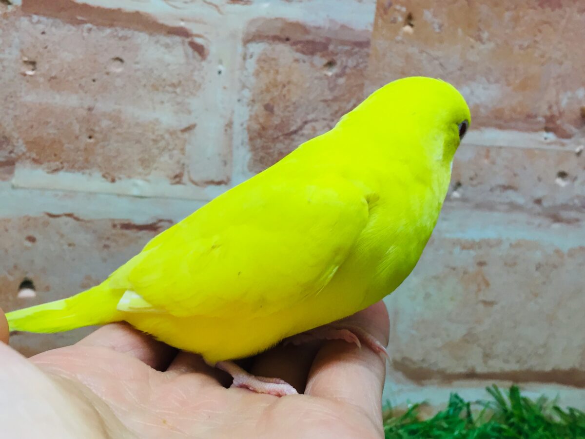 セキセイインコ