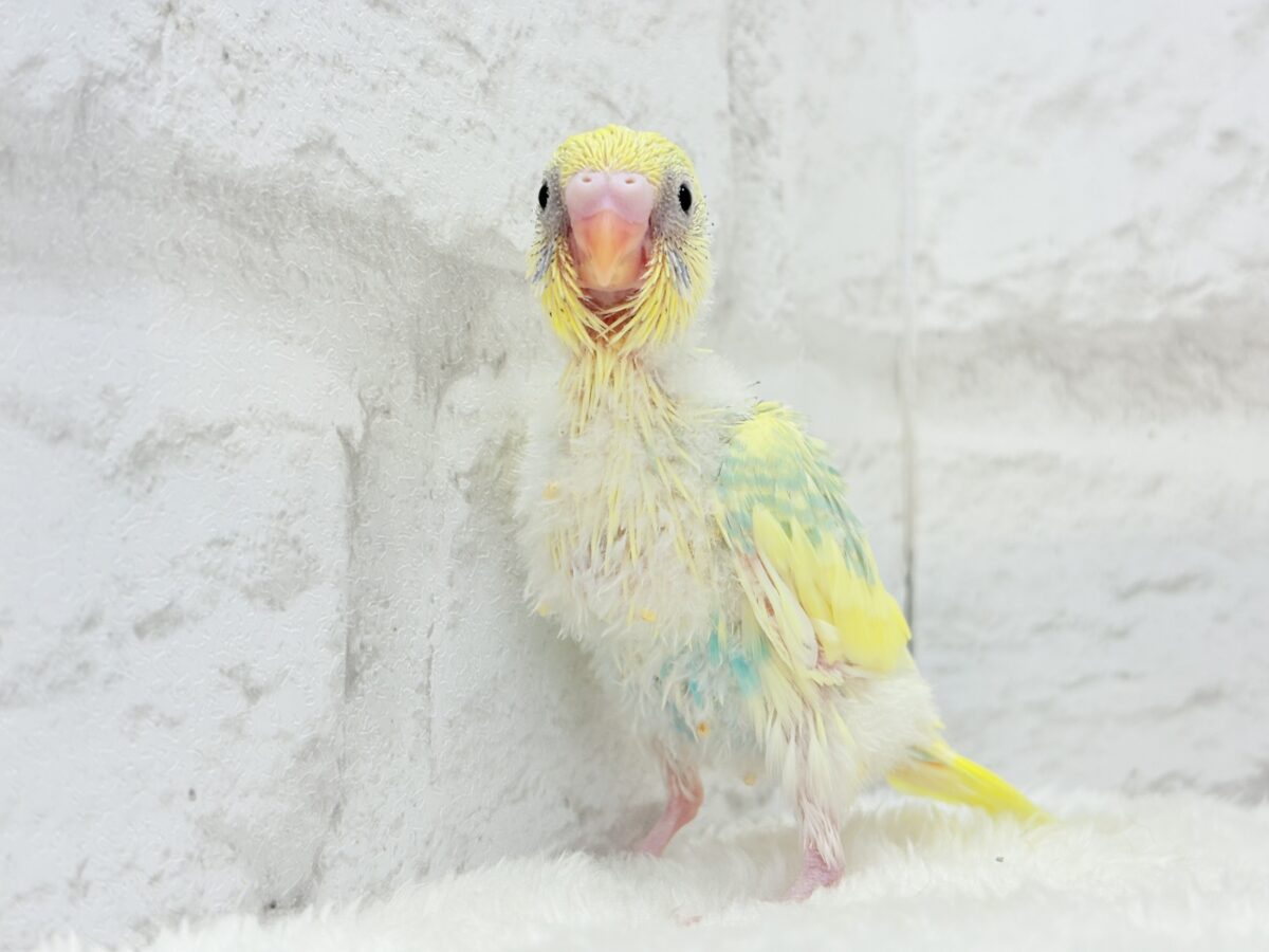セキセイインコ