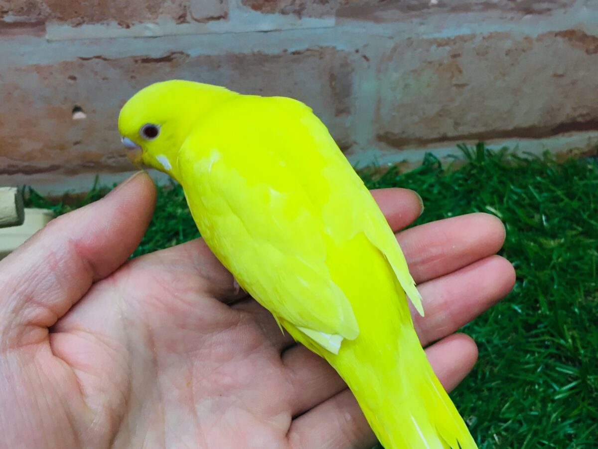 セキセイインコ