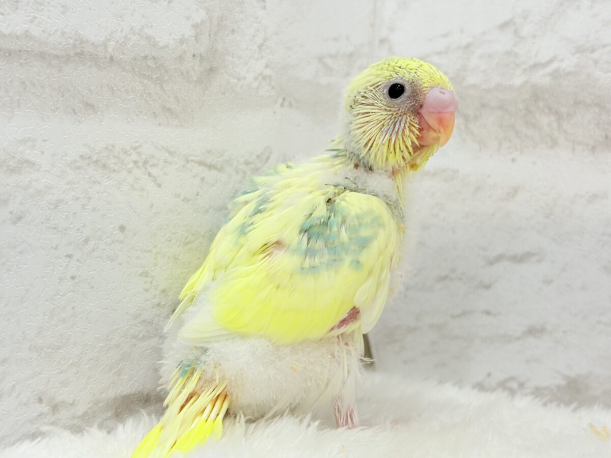 【最新画像更新🪄】お花みたいな模様がチャームポイント🐣🌼セキセイインコ(パステルカラーレインボーパイド) ヒナ セキセイインコ