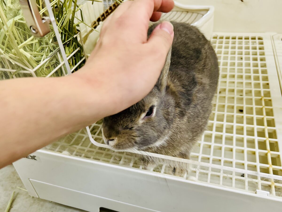 ネザーランドドワーフ