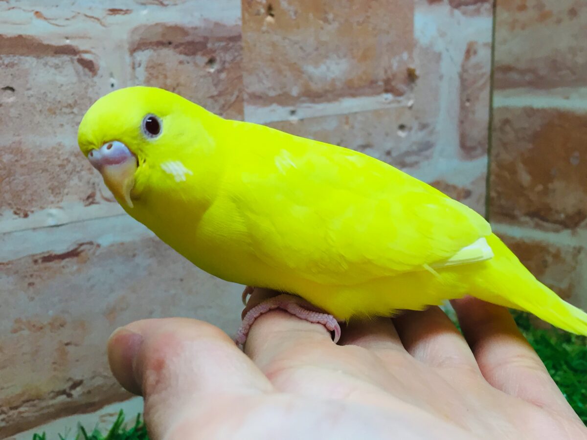 セキセイインコ