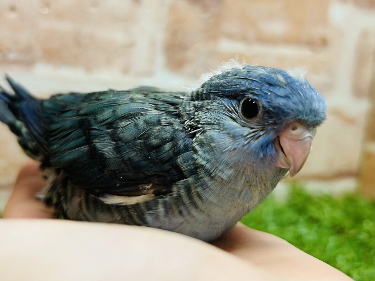 サザナミインコ