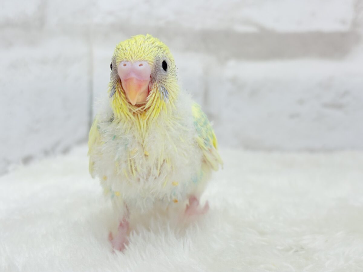 セキセイインコ