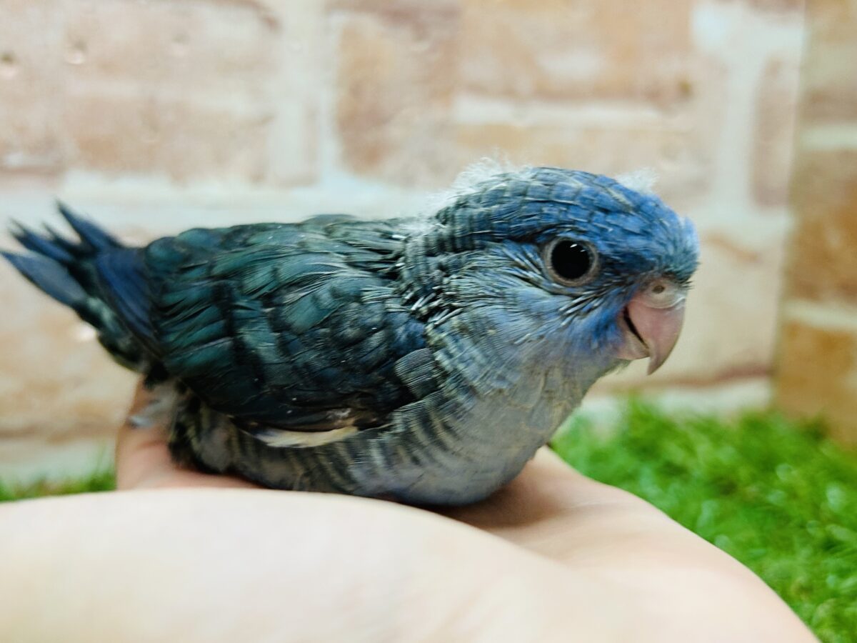 サザナミインコ