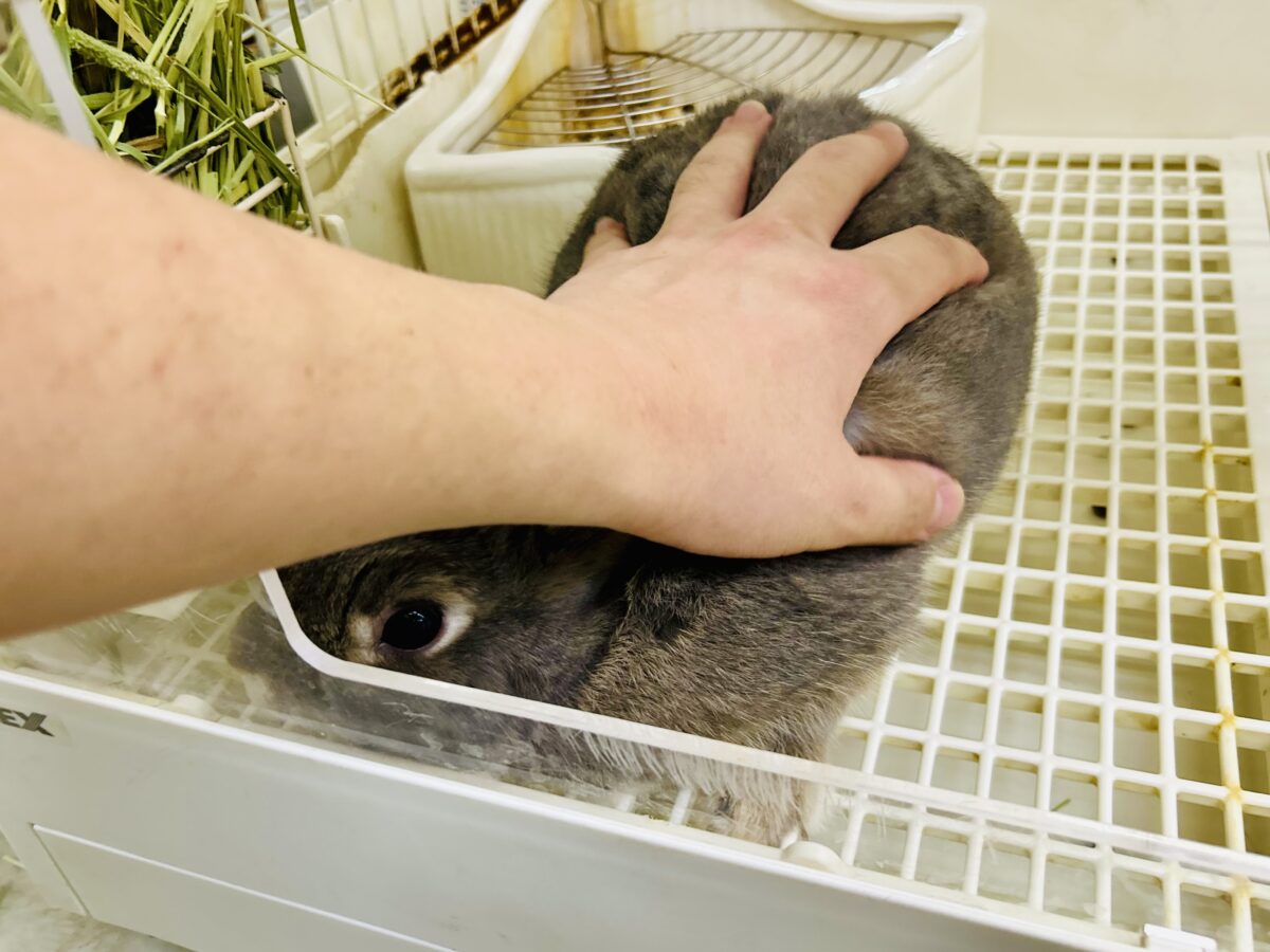 ネザーランドドワーフ