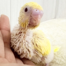 レア♡淡くて綺麗なクリームルチノーカラーのセキセイインコ(ヒナ)入荷しました❤️