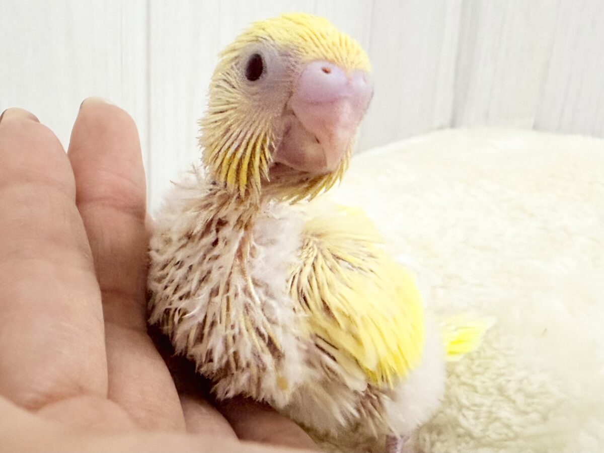 レア♡淡くて綺麗なクリームルチノーカラーのセキセイインコ(ヒナ)入荷しました❤️