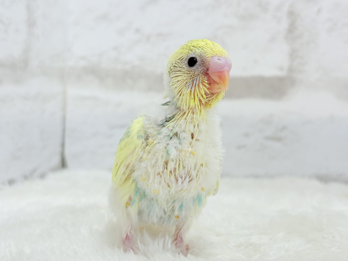 【最新画像更新🪄】お花みたいな模様がチャームポイント🐣🌼セキセイインコ(パステルカラーレインボーパイド) ヒナ セキセイインコ