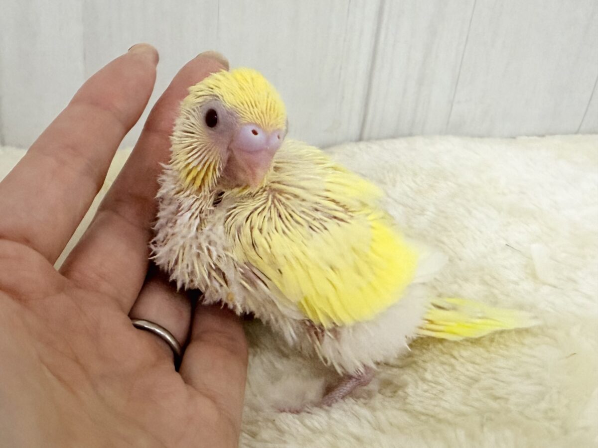 セキセイインコ