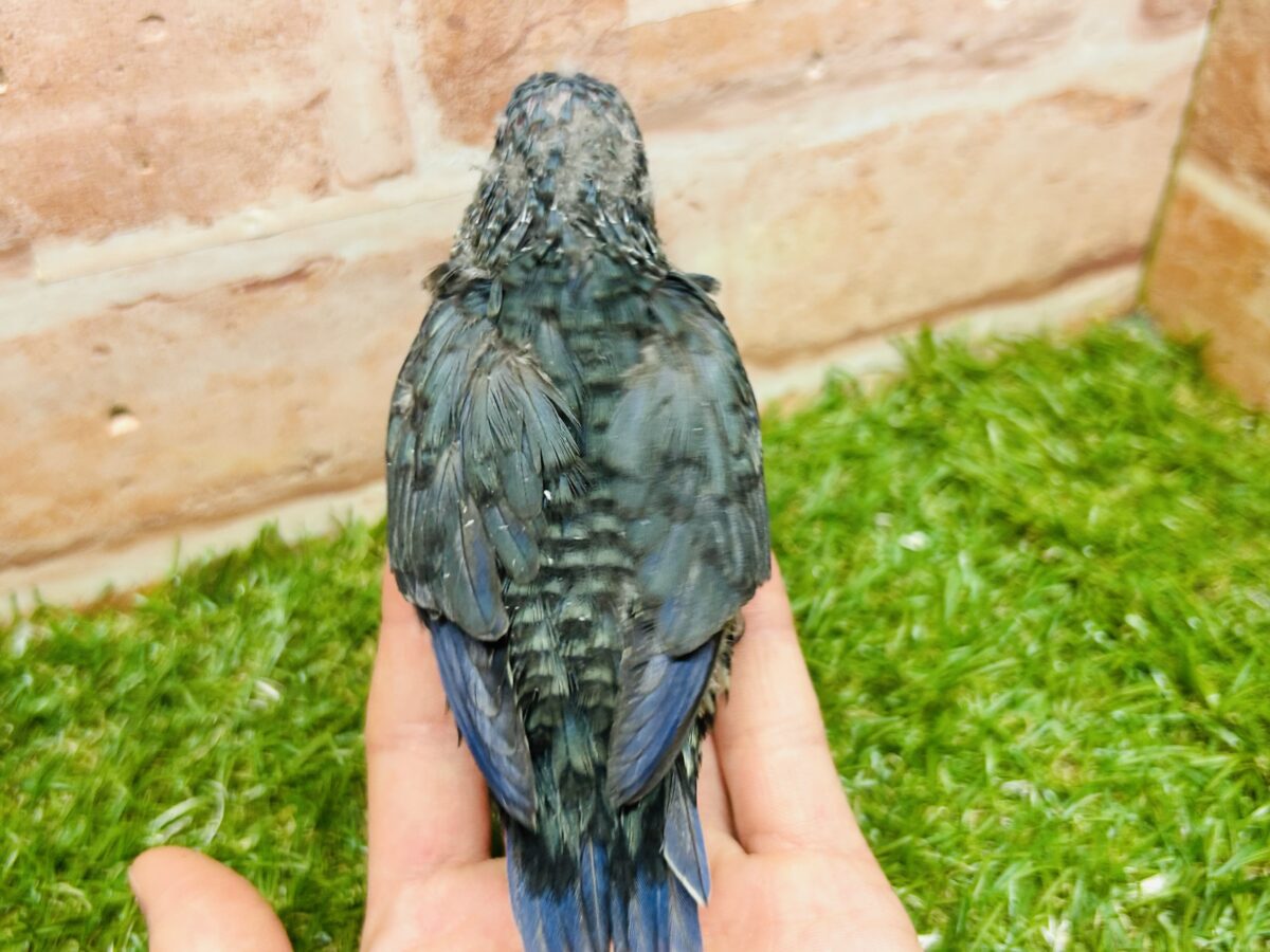 サザナミインコ